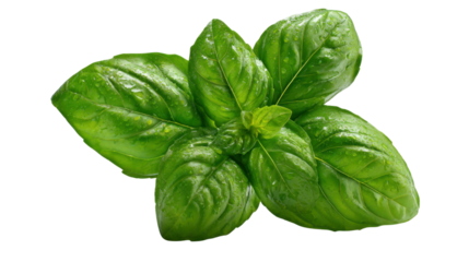 Fresh green basil herb leaves with water drops, ingredient for healthy cooking, isolated on transparent background