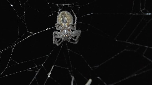 Spider hunt on web at night and eating prey, slow motion 4k