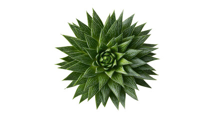 Haworthia succulent plant from top view on transparent background, showcasing green rosette shape