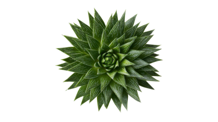 Haworthia succulent plant from top view on transparent background, showcasing green rosette shape