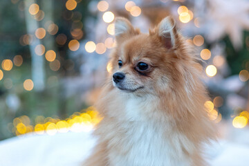 Cute Pomeranian dog sitting against Christmas lights bokeh background