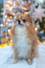 Cute Pomeranian dog sitting against Christmas lights bokeh background