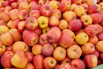 Freshly harvested apples in vibrant colors piled together, showcasing their natural beauty and inviting freshness for healthy eating choices