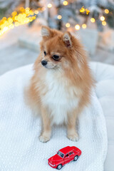 Pomeranian dog sitting with red toy car in festive Christmas setting