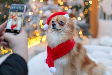 Cute Pomeranian dog wearing Santa hat and scarf for Christmas