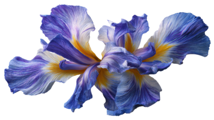 Iris flower petals blooming with abstract brushstrokes texture, vibrant floral artwork on transparent background