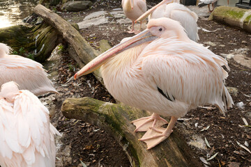 Large pink pelican standing on a log near water, surrounded by other birds, showcasing its unique...