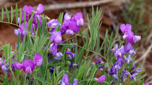 Utah Sweet Pea grows beside a rocky cliff in Manti-La Sal National Forest