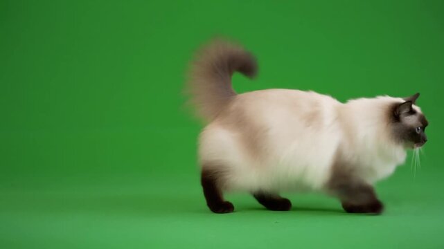 Cute playful Cat Greenscreen domestic animal green screen studio isolated chroma key background for youtube tiktok instagram content creation advertising animation video production