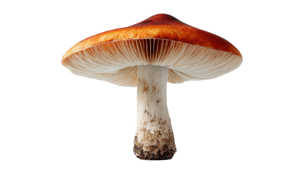 Red capped mushroom showing gills and stem, isolated on transparent background for food or nature concepts