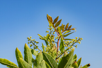 Schinus terebinthifolia is a species of flowering plant in the cashew family, Anacardiaceae. Heisler Park, Laguna Beach is a city in Orange County, California, United States. Pacific Ocean. coastal 