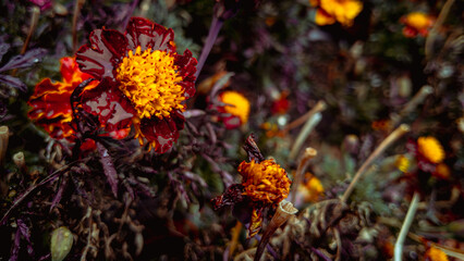 Moody close-up of a deep red and yellow marigold flower with water drops on petals