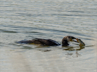 Kormoran zjadający dużą rybę