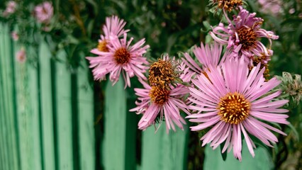 Close-up of beautiful daisy-like perennial flowers showing delicate ray petals and dark centers