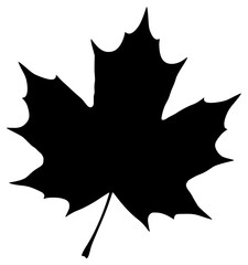 A black maple leaf silhouette on a , black, icon, illustration, leaf, maple, maple leaf, profile, against transparent background
