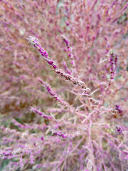 Romantic pastel plant texture for nature background and design projects 