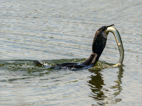 Kormoran zjadający dużą rybę