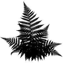 A black and white silhouette of a fern leaf, black, fern, illustration, plant, profile, white, against transparent background © Guli Studio