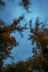 Evening autumn trees circling the deep blue sky 