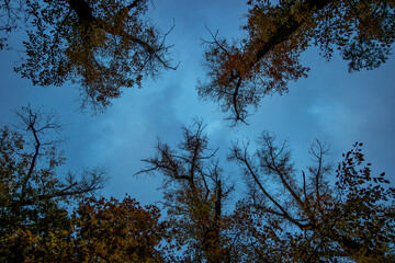 Autumn forest canopy like circle window to heaven 
