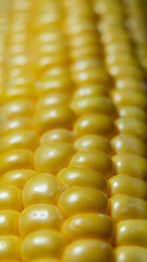 Golden corn kernels closeup with shallow depth of field