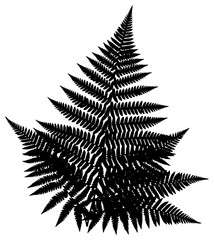 A black and white silhouette of a fern leaf, black, fern, illustration, profile, white, against transparent background © Guli Studio
