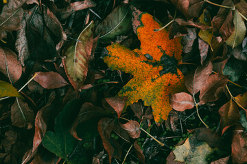 Fototapeta premium Dark atmospheric background of colorful autumn leaf textures 