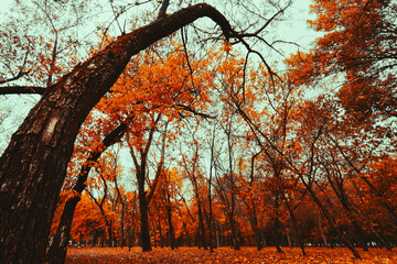 Leaning tree arching over glowing autumn forest canopy