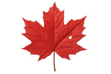 Red maple leaf representing autumn season and canadian national identity on transparent background