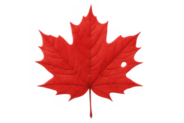 Red maple leaf showcasing autumn colors and canadian national symbolism, isolated with a transparent background