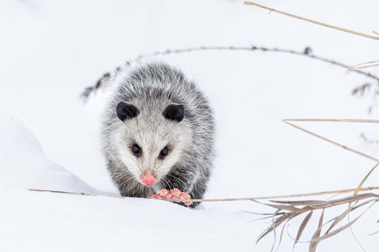 A opossum, Didelphis virginiana, walks thru snow and prairie grasses in Northern Indiana