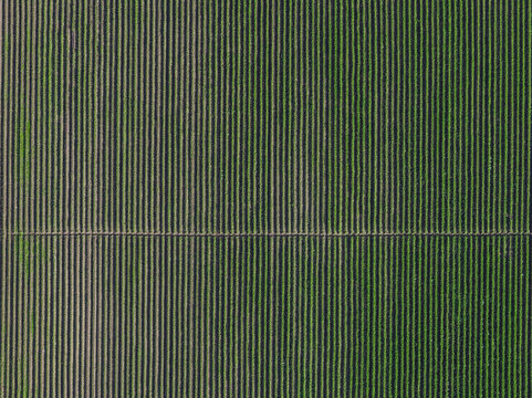 Aerial view of the field with parallel strips, a pattern of agriculture, a geometric design of nature's artwork, Paestum, Campania, Italy.