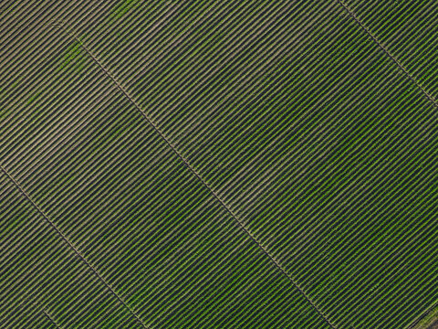 Aerial view of symmetrical rows of crops creating a textured tapestry of contrasting greens and browns stretching across the landscape, Paestum, Campania, Italy.