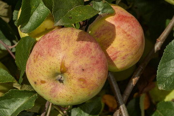 A detailed image of mature apples surrounded by dense green leaves. Ripe apples on a branch in a sunny orchard. Atmospheric natural photography suitable for gardening and seasonal harvest projects.