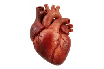 Human heart organ representing medical anatomy, cardiology, health, and wellness. Showing the structure of the cardiovascular system