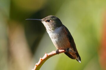 Allen's hummingbird (Selasphorus sasin) is a species of hummingbird that breeds in the western United States.