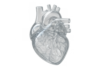 Human heart representation made of transparent glass. Showing internal veins and arteries for medical study. Transparent background