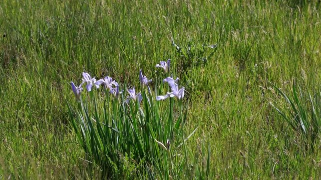 Blue Flag iris, a native species, blooms in wetlands or marshes across North America