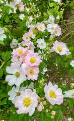 Ancient wild rose in the garden of la javeliere cottage in France
