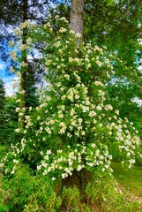 Fototapeta premium Ancient wild rose in the garden of la javeliere cottage in France
