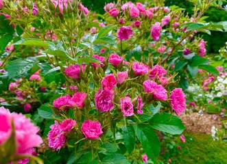 Obraz premium Ancient wild rose in the garden of la javeliere cottage in France