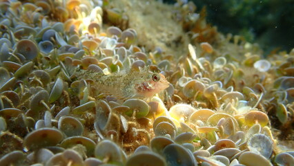 Red-black triplefin (Tripterygion tripteronotum) undersea, Ligurian Sea, Italy, Imperia