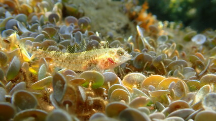 Red-black triplefin (Tripterygion tripteronotum) undersea, Ligurian Sea, Italy, Imperia