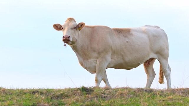 Charolais bovine cow in an open pasture looks toward the camera. A white cow stands on meadow grass in daylight, conveying themes of farming, cattle breeding, and countryside nature.