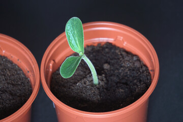 A close-up of a butternut squash