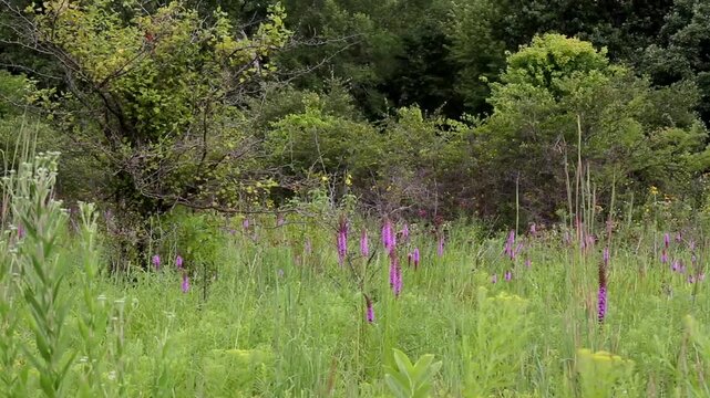 Gayfeather or Blazing Star wildflowers on the prairie at Moraine Hills State Park in northern Illinois