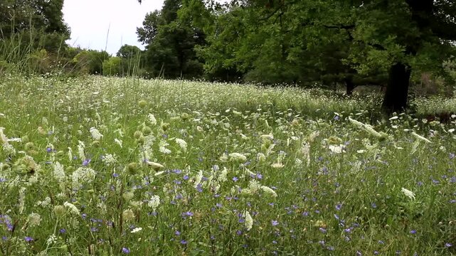 A mass of Queen Anne&rsquo;s Lace sways in the breeze on a prairie in Lakewood Forest Preserve Lake County, Illinois