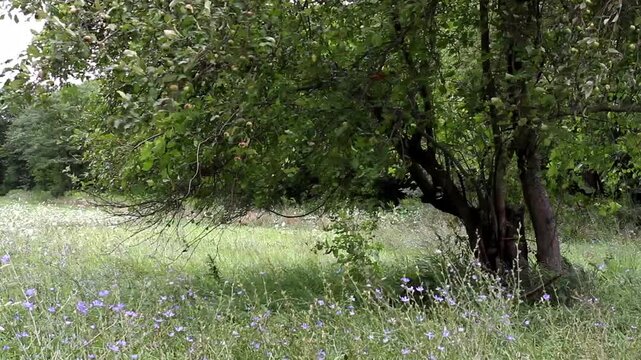 A tree and Queen Anne&rsquo;s Lace on a prairie in Lake County, Illinois