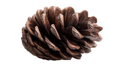 Pinecone with open scales representing natural reproduction and growth, isolated on a transparent background
