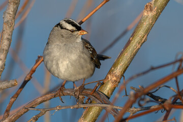 Portrait of a white-crowned sparrow perched on a branch.